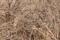 Emberiza elegans