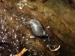 Pseudosuccinea columella