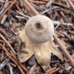 Geastrum tenuipes