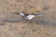 Motacilla alba
