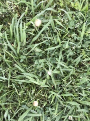 Conocybe apala albipes