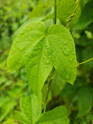 Dalechampia tamifolia image