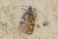 Peritornenta circulatella