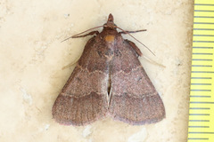 Arippara disticha