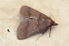 Arippara disticha