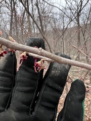 Hamamelis vernalis