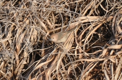 Sinosuthora webbiana