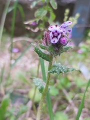 Anchusa variegata