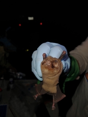 Mormoops megalophylla