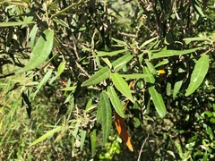 Croton stigmatosus