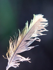 Platycercus elegans flaveolus