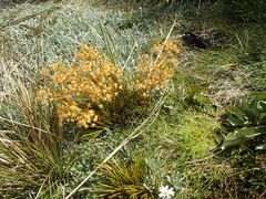 Aciphylla montana