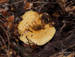 Multifurca stenophylla
