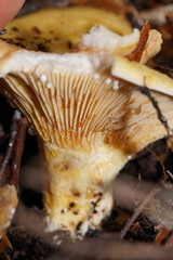 Multifurca stenophylla