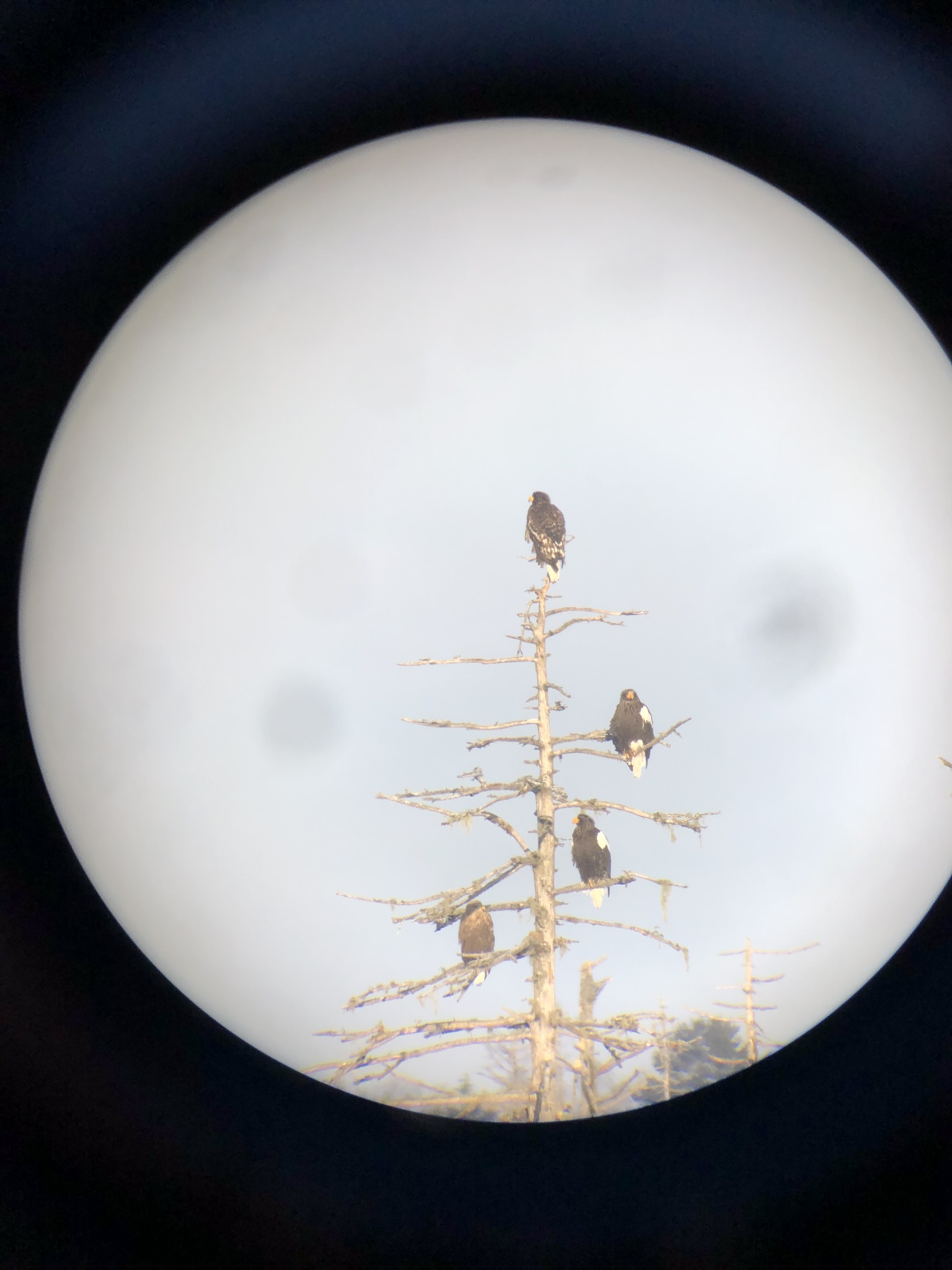 Steller's Sea Eagle