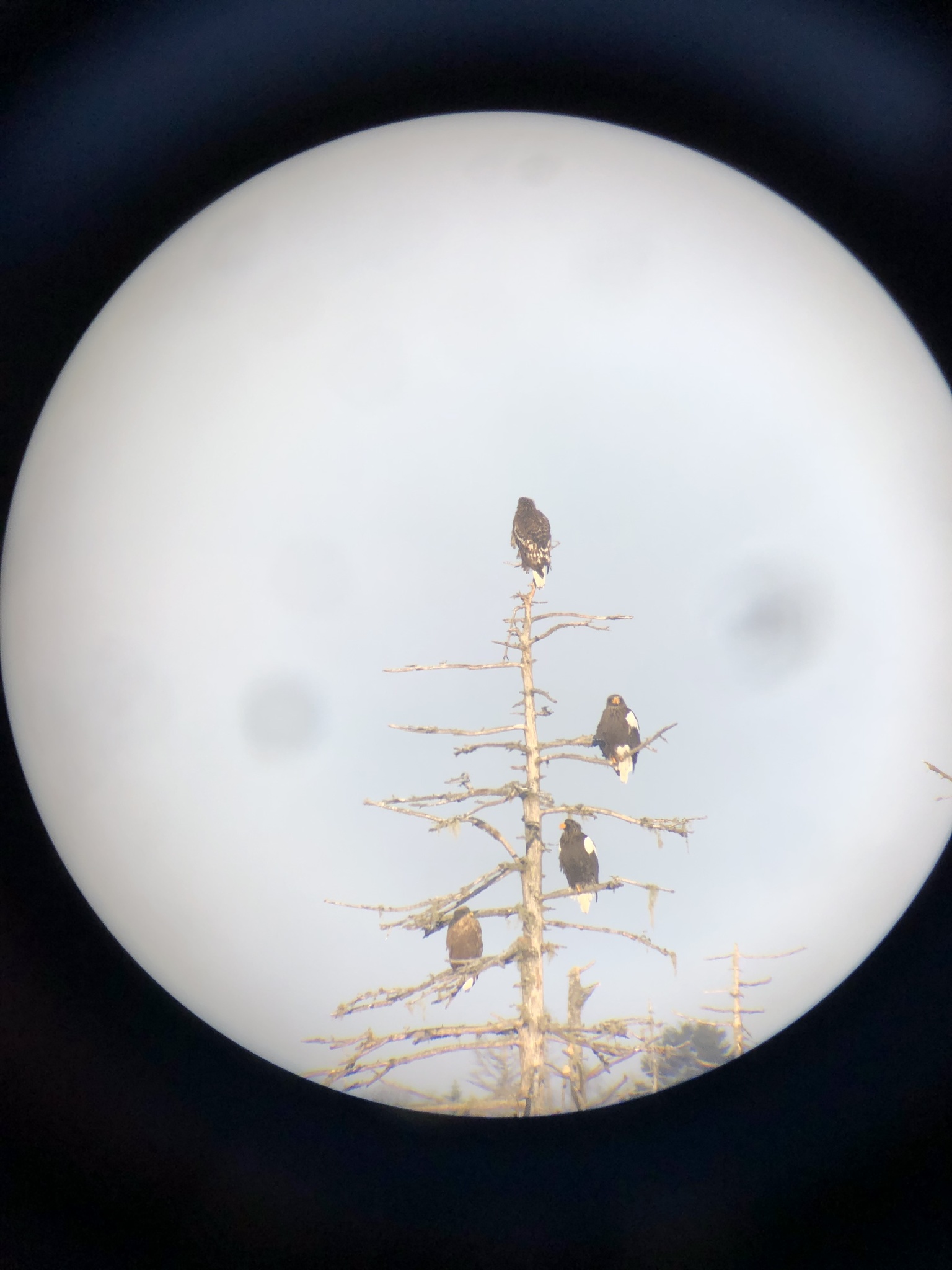Steller's Sea Eagle