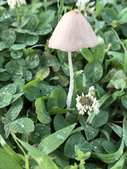 Conocybe apala albipes