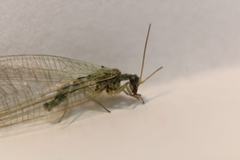 Pseudomallada subcostalis