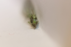 Pseudomallada subcostalis