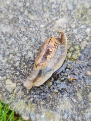 Drusia ibera