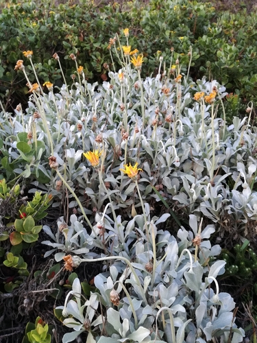 Albany Dune African Daisy (Arctotis elongata)