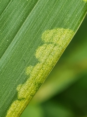 Stigmaeopsis nanjingensis