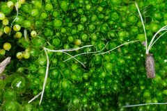 Ptychostomum capillare