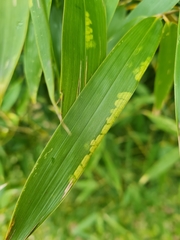 Stigmaeopsis nanjingensis