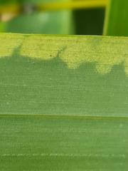 Stigmaeopsis nanjingensis