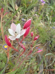 Hesperantha cucullata