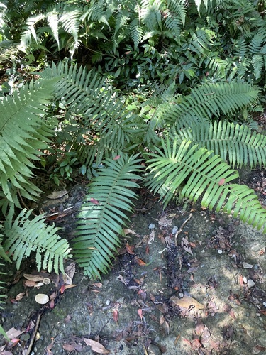 Thelypteris taiwanensis iNat (2)