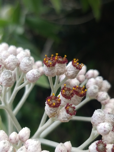 Helichrysum melaleucum