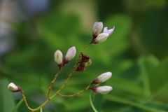 Dalbergia lanceolaria