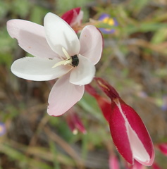 Hesperantha cucullata