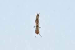 Embia tartara