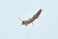 Embia tartara