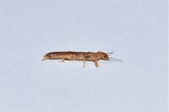 Embia tartara