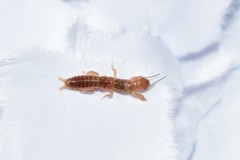 Embia tartara