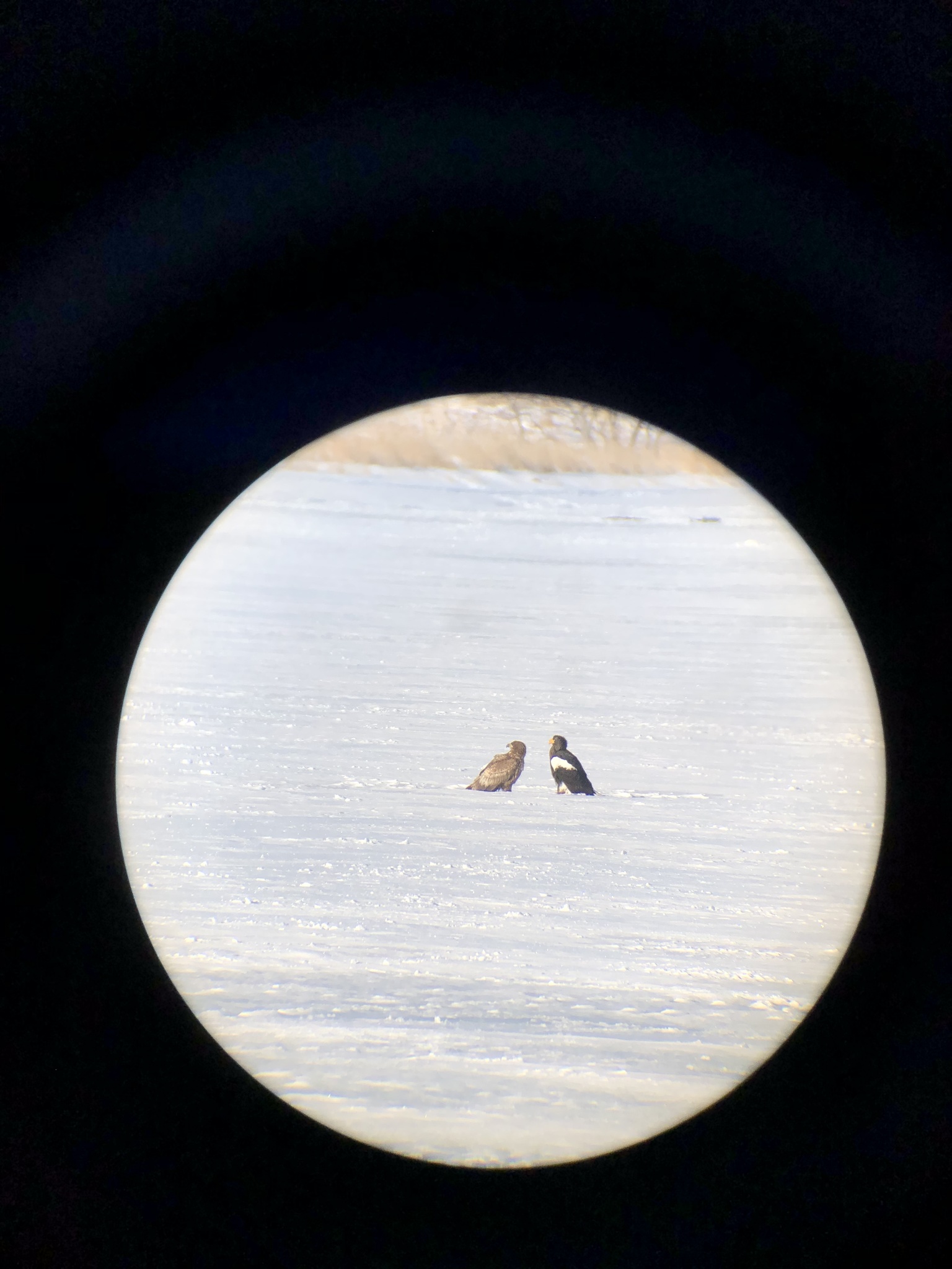 Steller's Sea Eagle