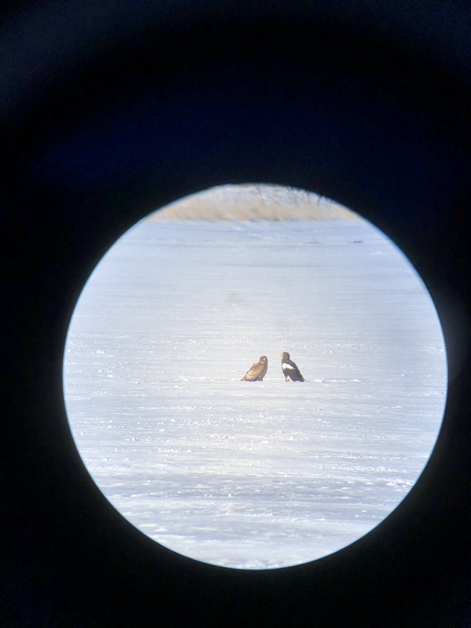 Steller's Sea Eagle