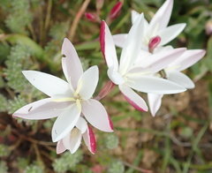 Hesperantha cucullata
