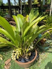 Coelogyne asperata