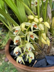 Coelogyne asperata