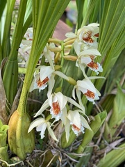 Coelogyne asperata