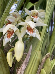 Coelogyne asperata