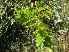 Senna gaudichaudii