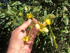 Senna gaudichaudii