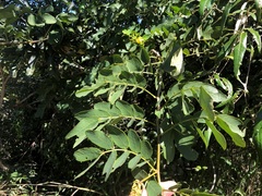 Senna gaudichaudii