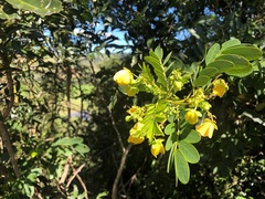 Senna gaudichaudii