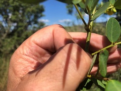 Senna gaudichaudii